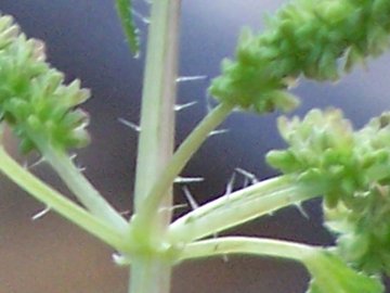 Urtica urens